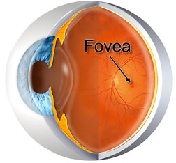 fovea.jpg